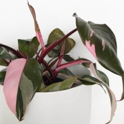 Philodendron 'Pink Princess'