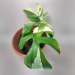 Rhaphidophora tetrasperma 'Albo Variegated'