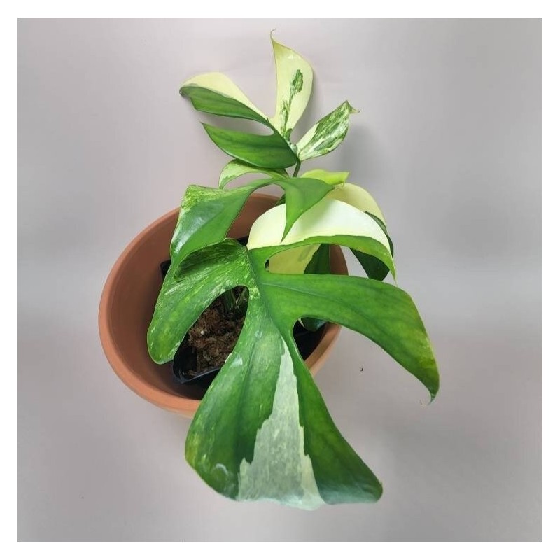 Rhaphidophora tetrasperma 'Albo Variegated'