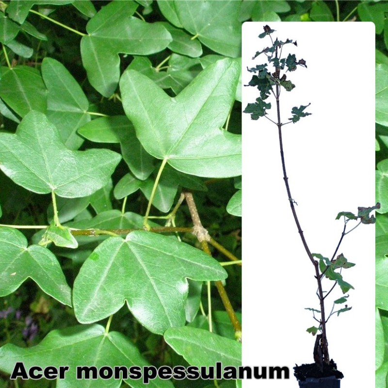 Acer monspessulanum