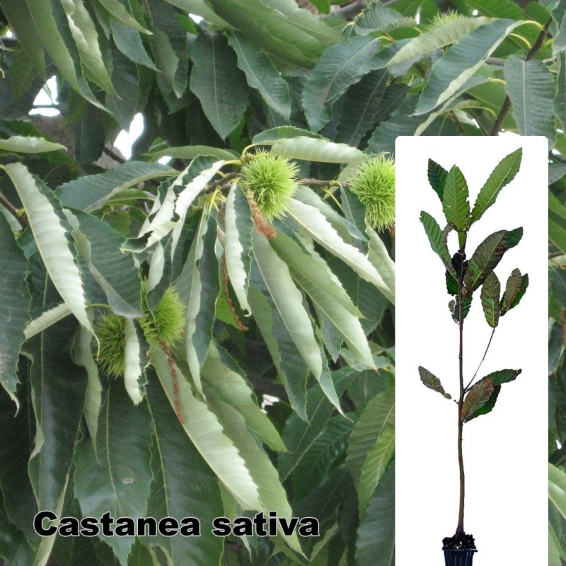 Castanea sativa
