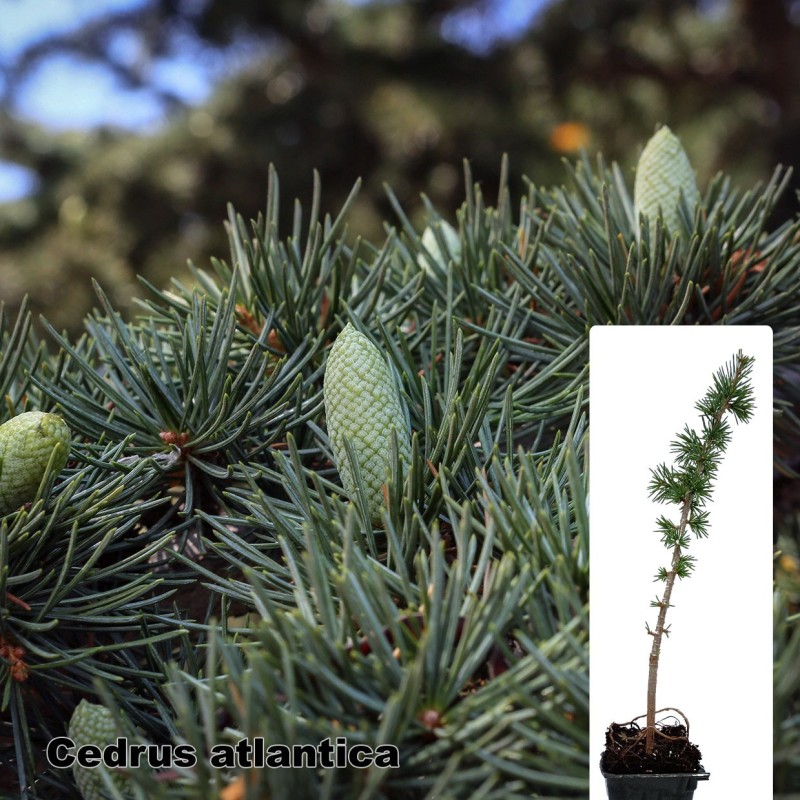 Cedrus atlantica