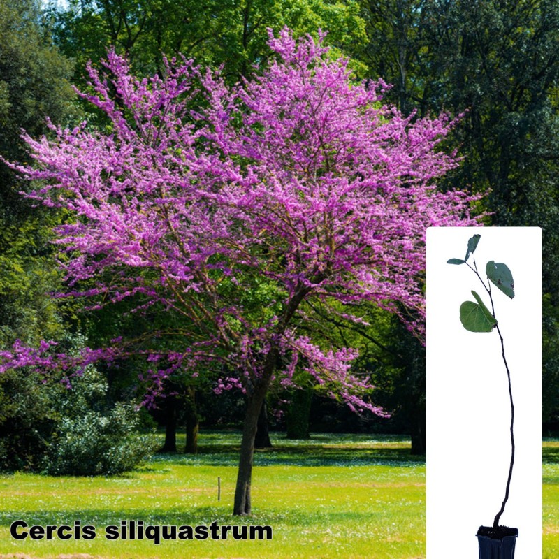 Cercis siliquastrum