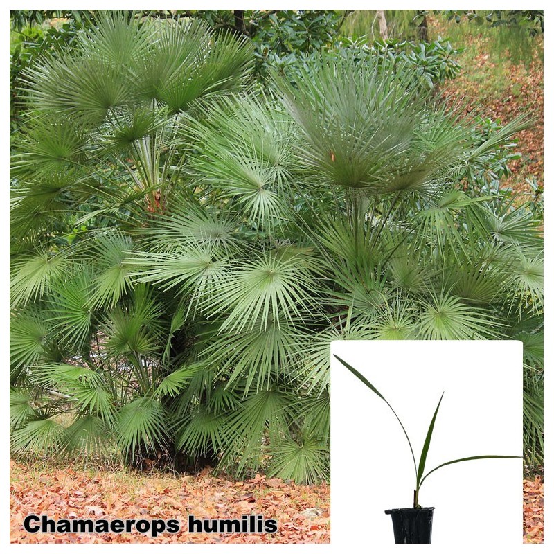 Chamaerops humilis