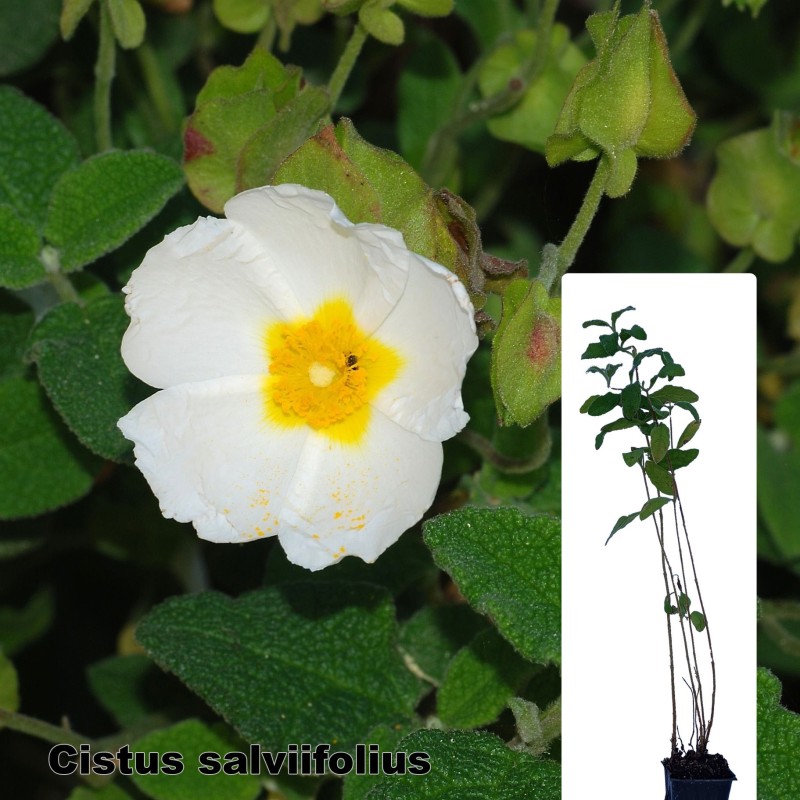 Cistus salviifolius
