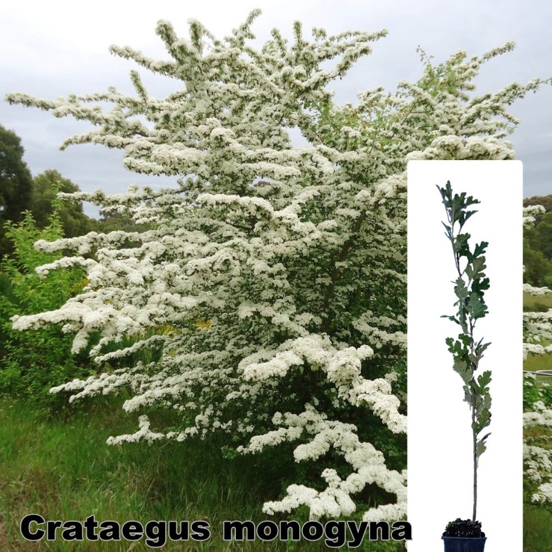 Crataegus monogyna