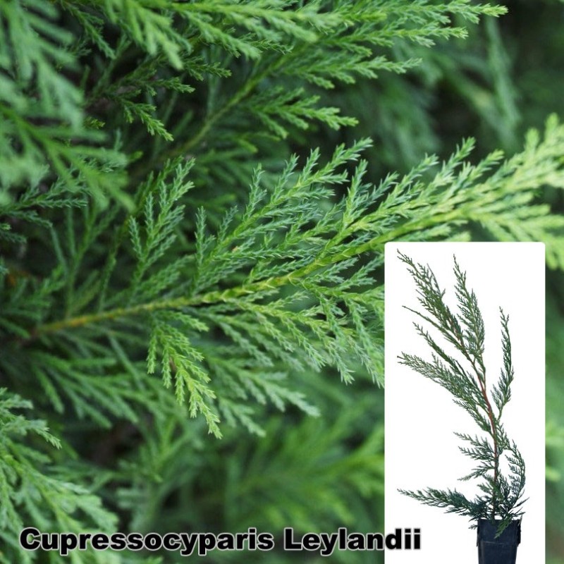 Cupressocyparis Leylandii