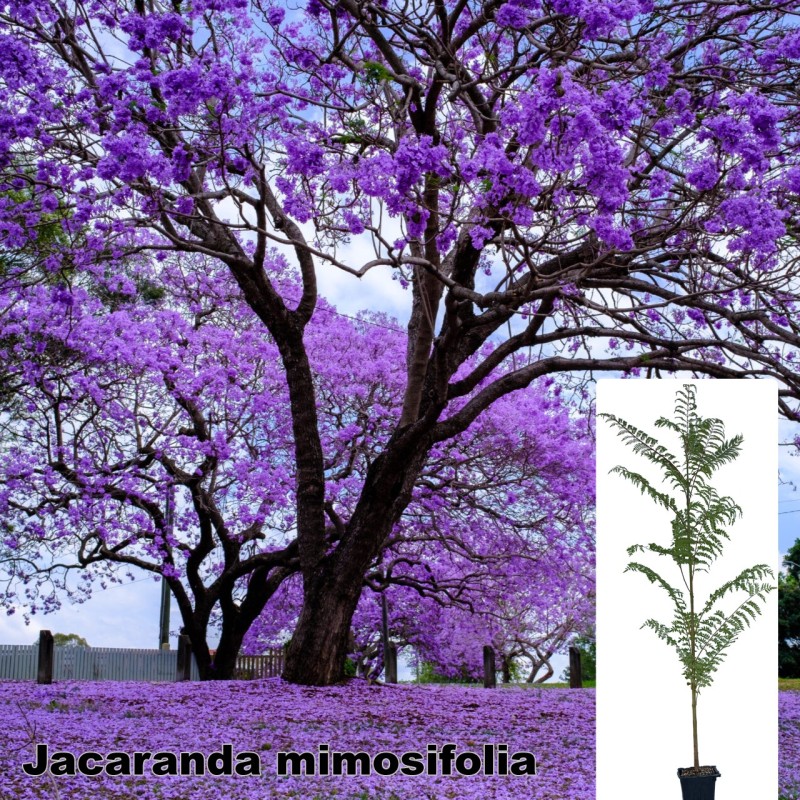 Jacaranda mimosifolia