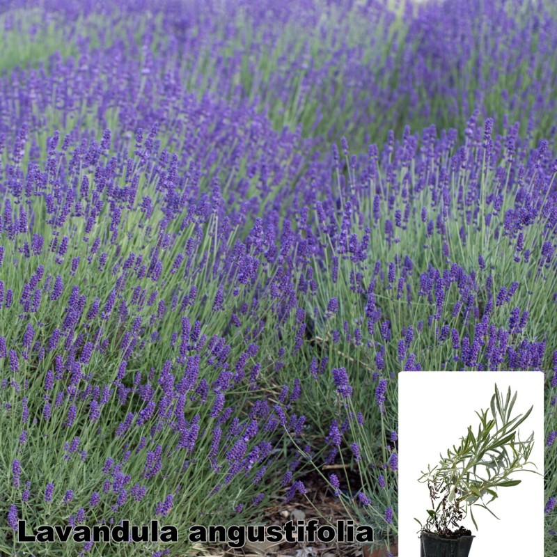 Lavandula angustifolia