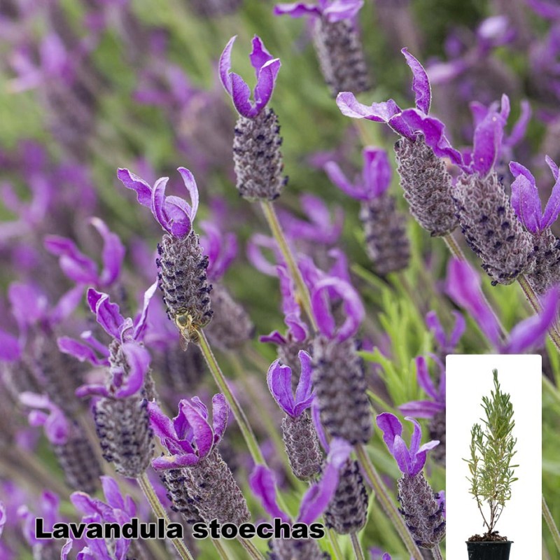 Lavandula stoechas