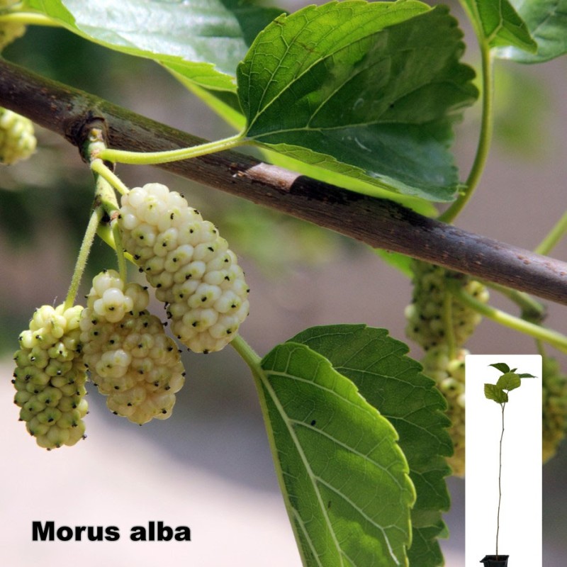 Morus alba