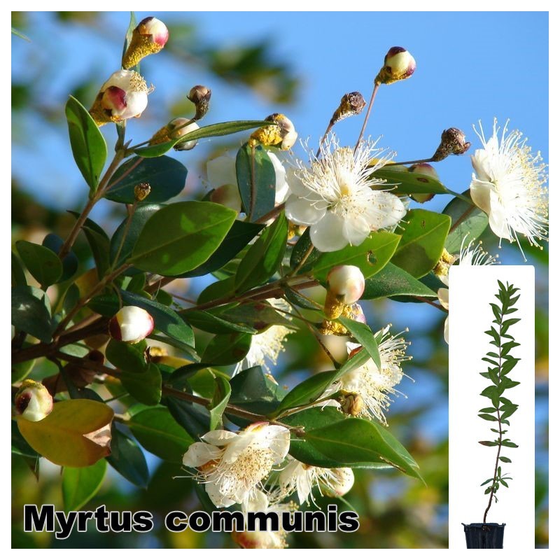 Myrtus communis