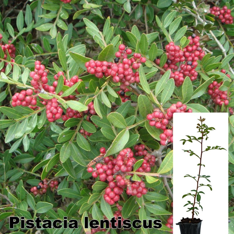 Pistacia lentiscus