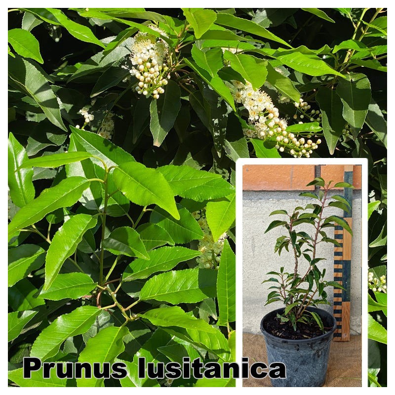 Prunus lusitanica