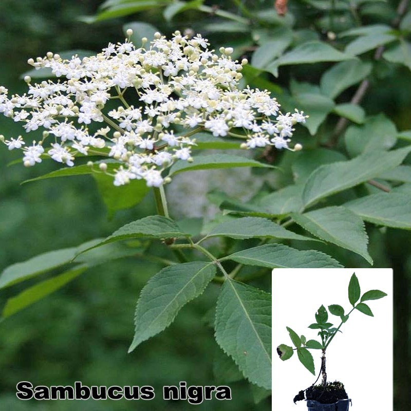 Sambucus nigra