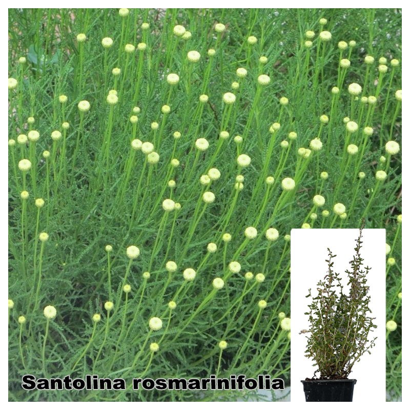 Santolina rosmarinifolia
