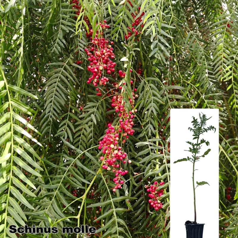 Schinus molle
