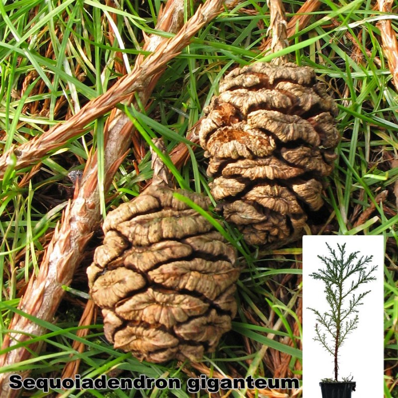 Sequoiadendron giganteum