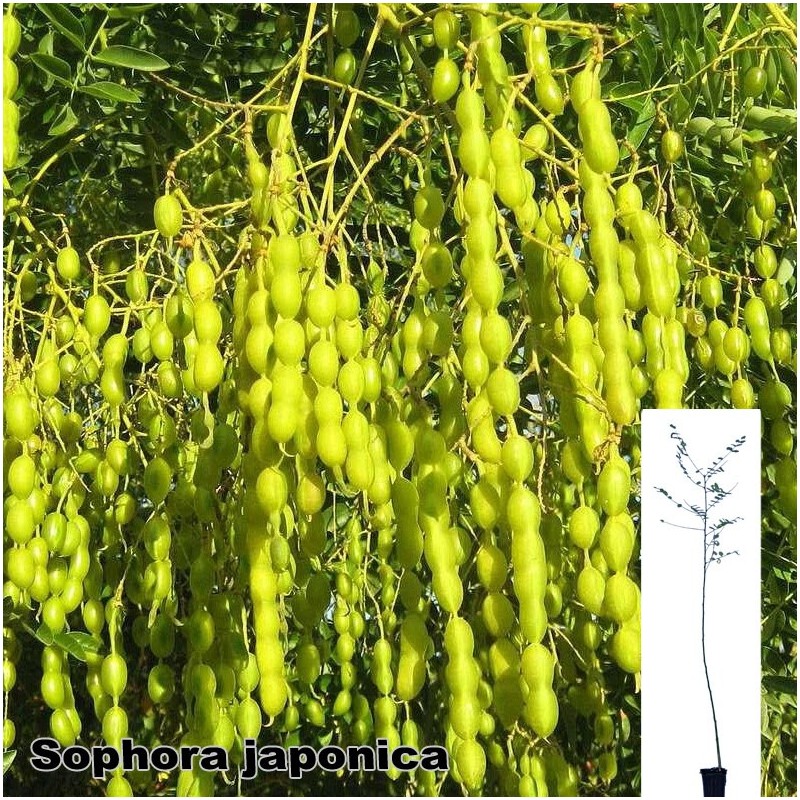 Sophora japonica