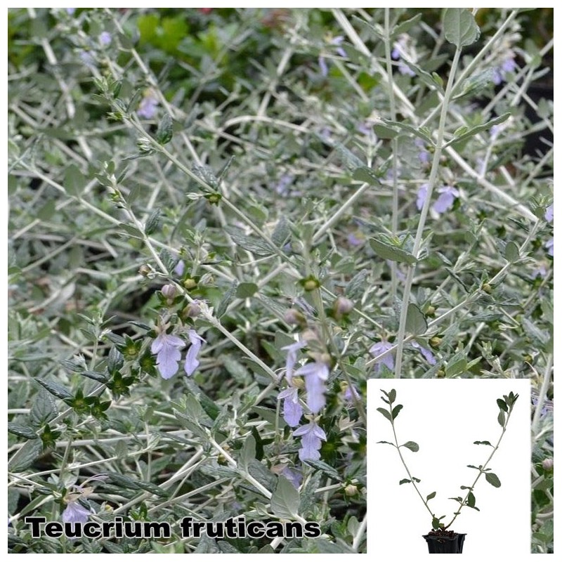 Teucrium fruticans