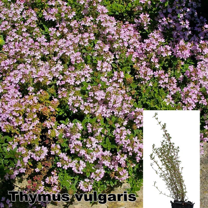 Thymus vulgaris