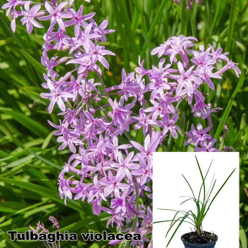 Tulbaghia violacea