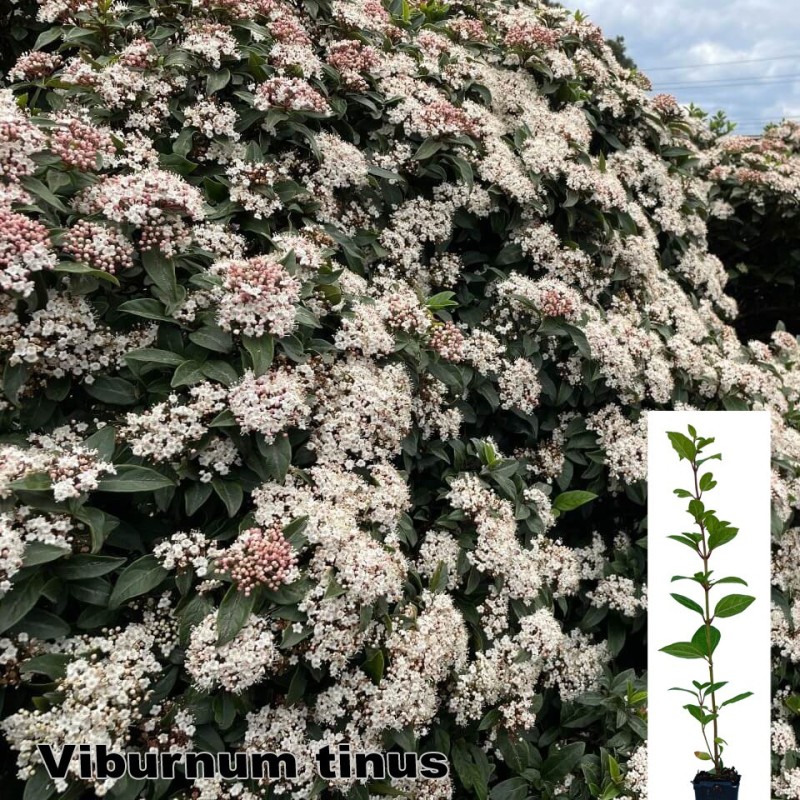 Viburnum tinus