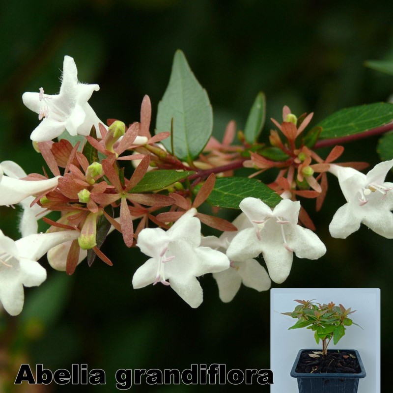 Abelia grandiflora