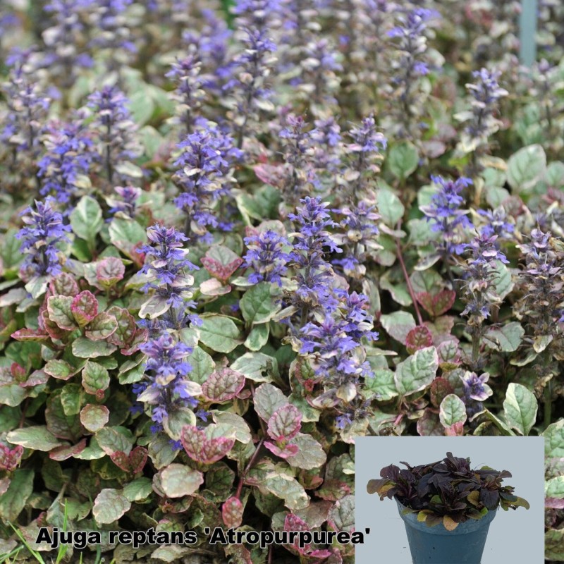 Ajuga reptans 'Atropurpurea'