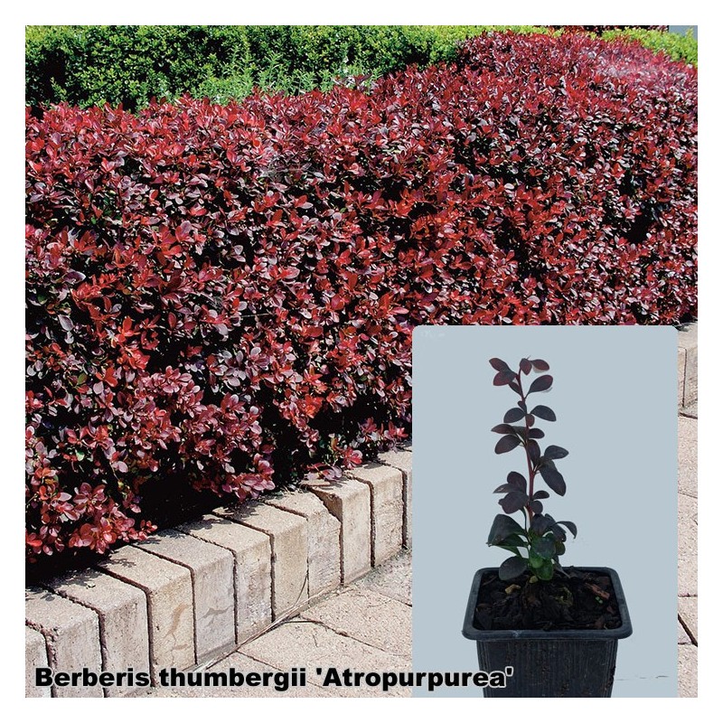 Berberis thumbergii 'Atropurpurea'