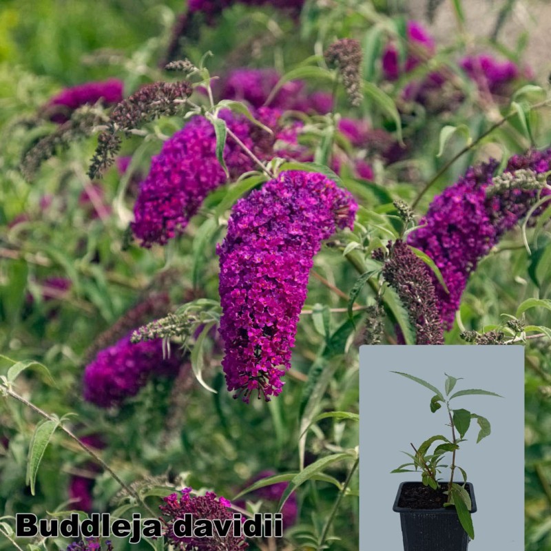 Buddleja davidii