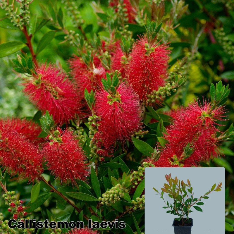 Callistemon laevis
