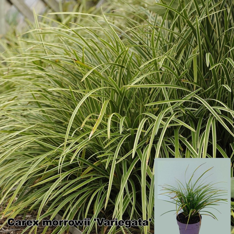 Carex morrowii 'Variegata'