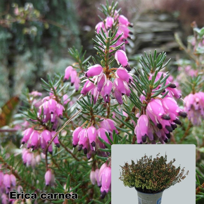Erica carnea