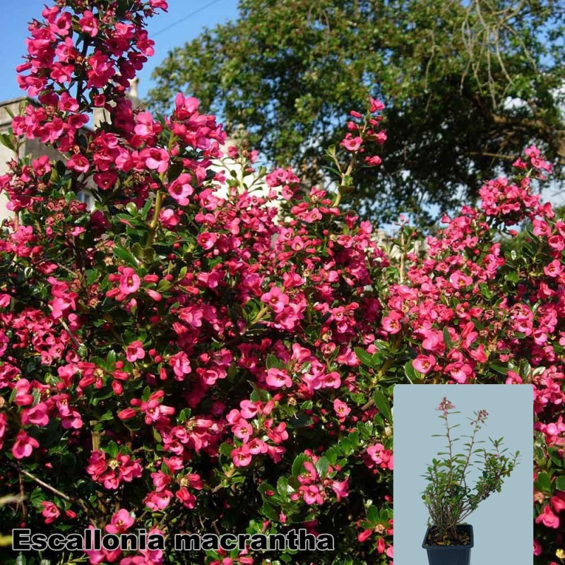 Escallonia macrantha