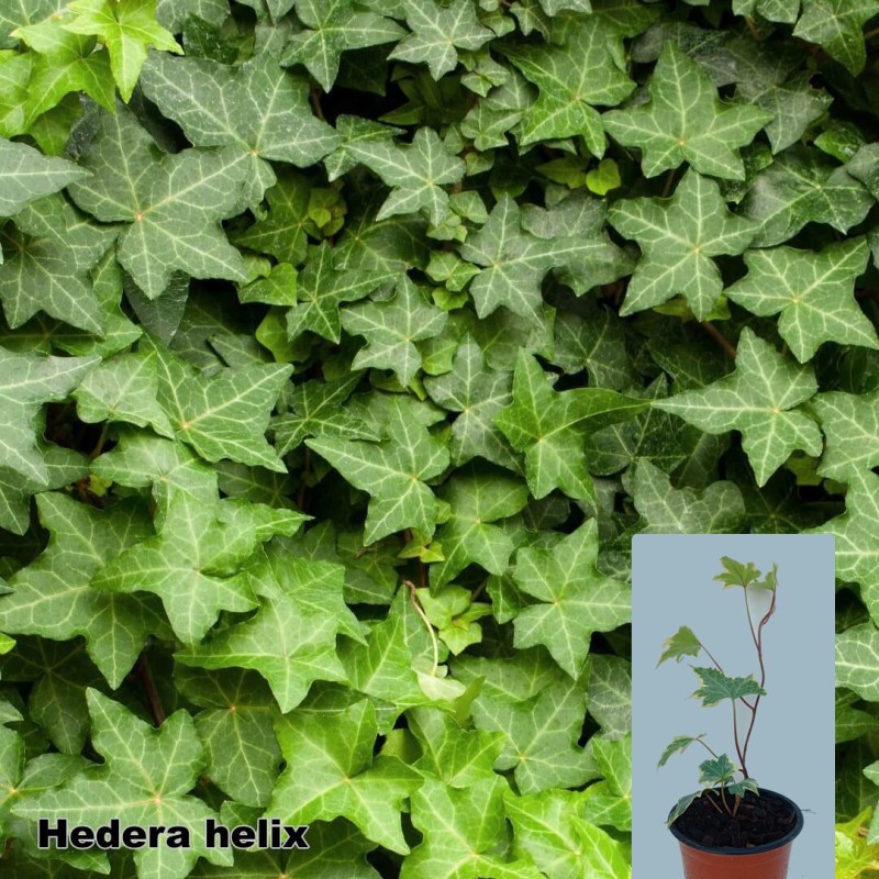 Hedera helix