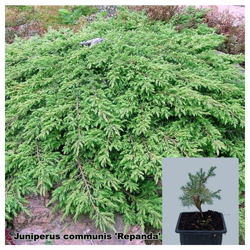 Juniperus communis 'Repanda'