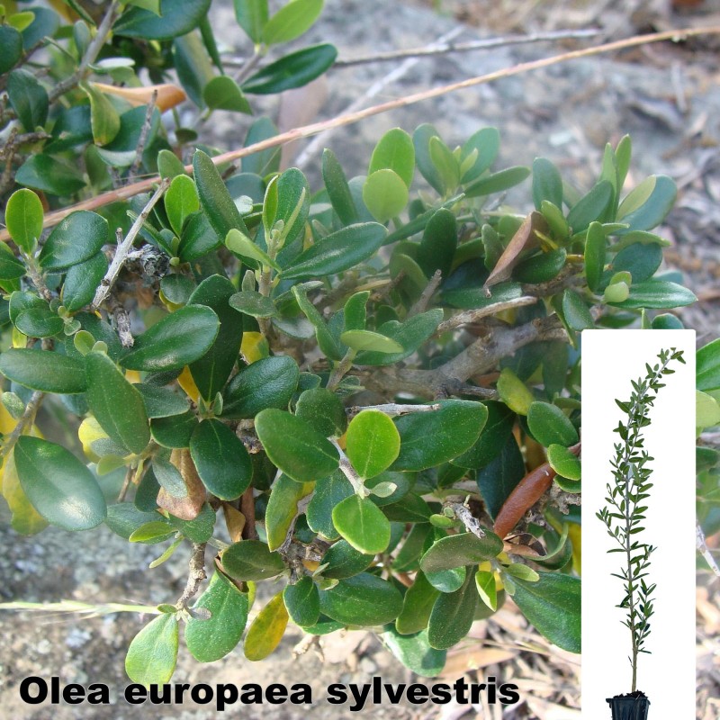 Olea europaea sylvestris