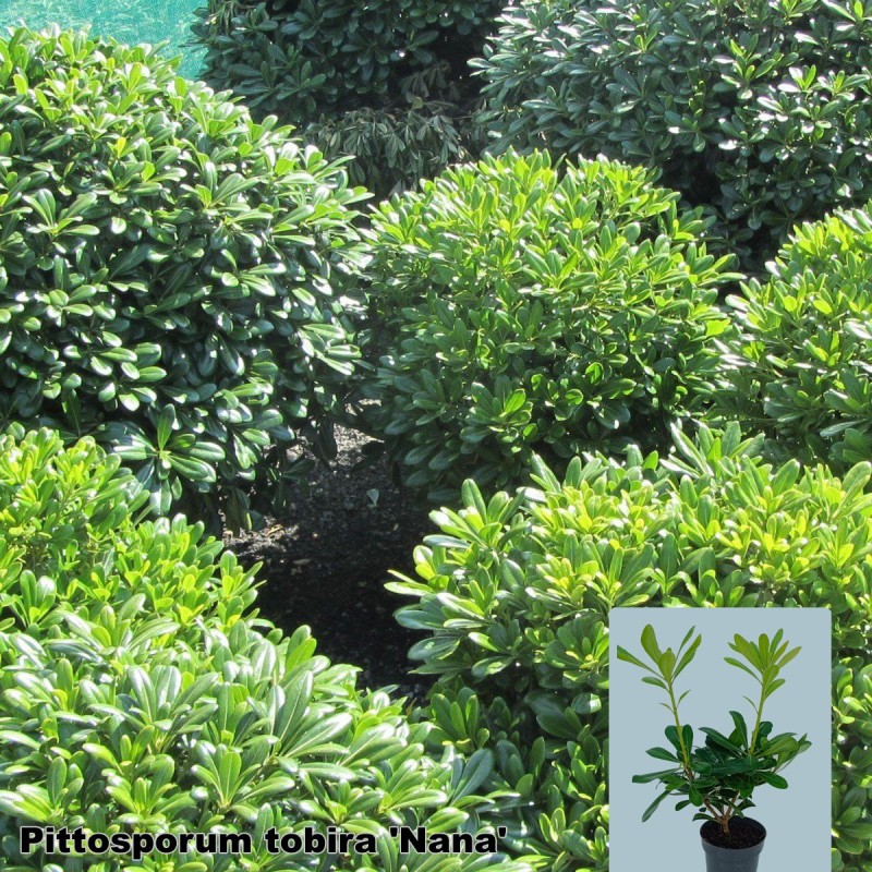 Pittosporum tobira 'Nana'