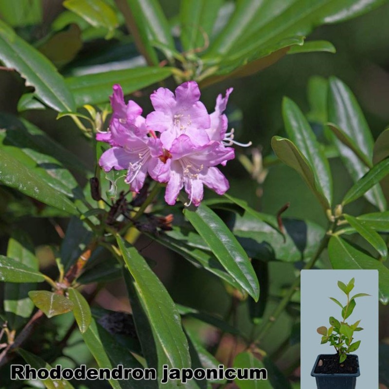 Rhododendron japonicum