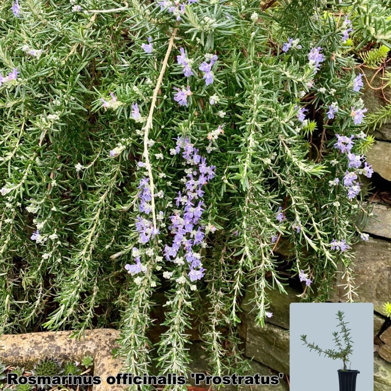 Rosmarinus officinalis 'Prostratus'