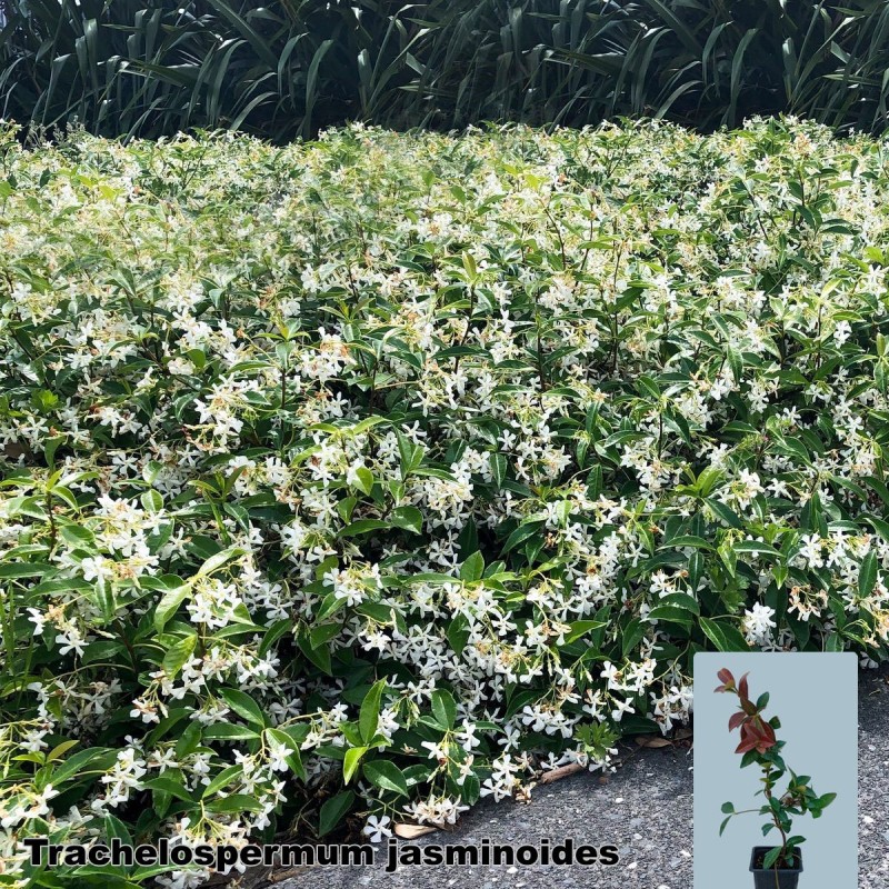 Trachelospermum jasminoides