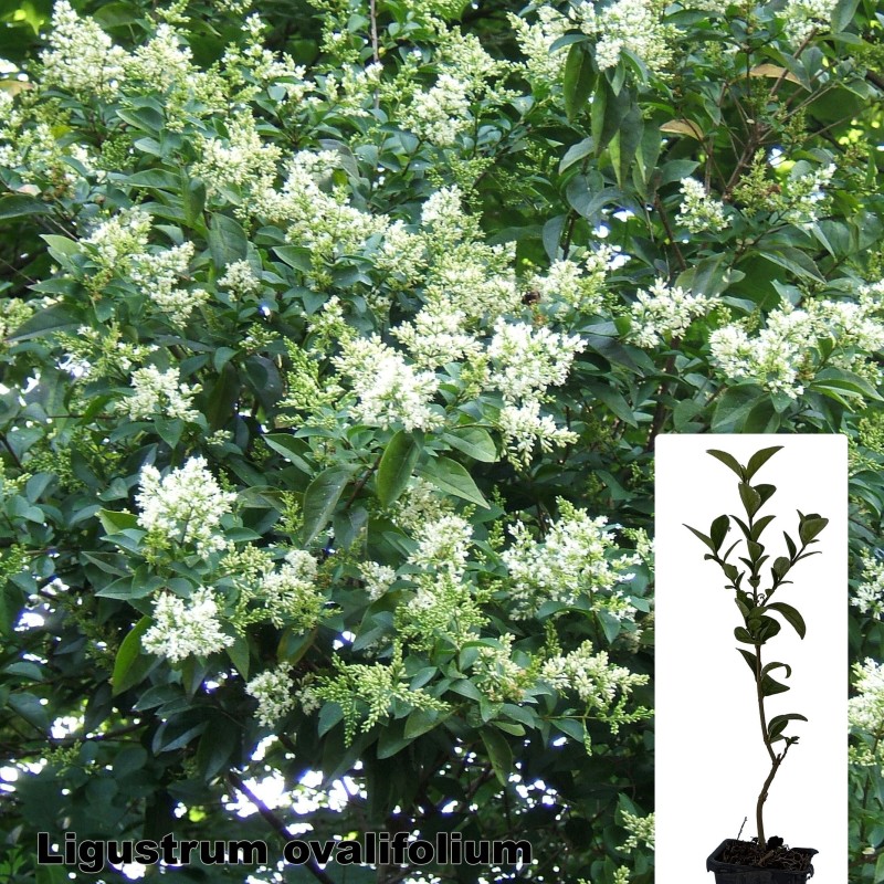 Ligustrum ovalifolium