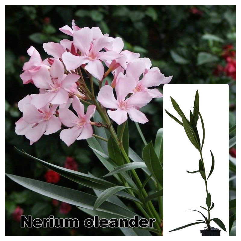 Nerium oleander