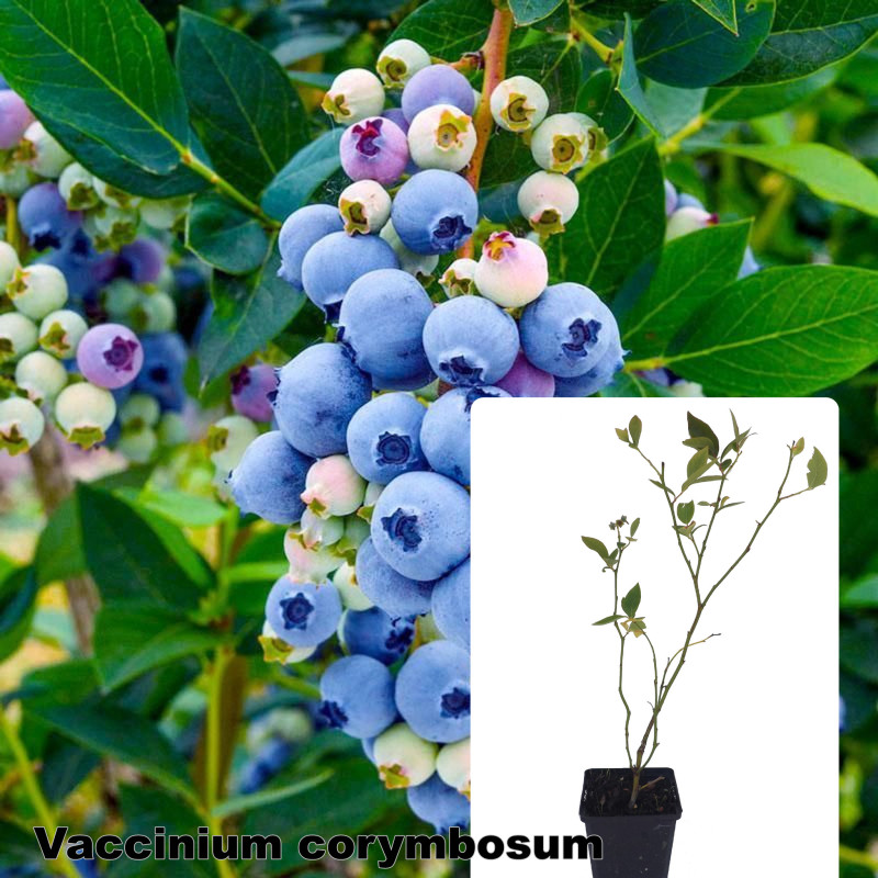 Vaccinium corymbosum