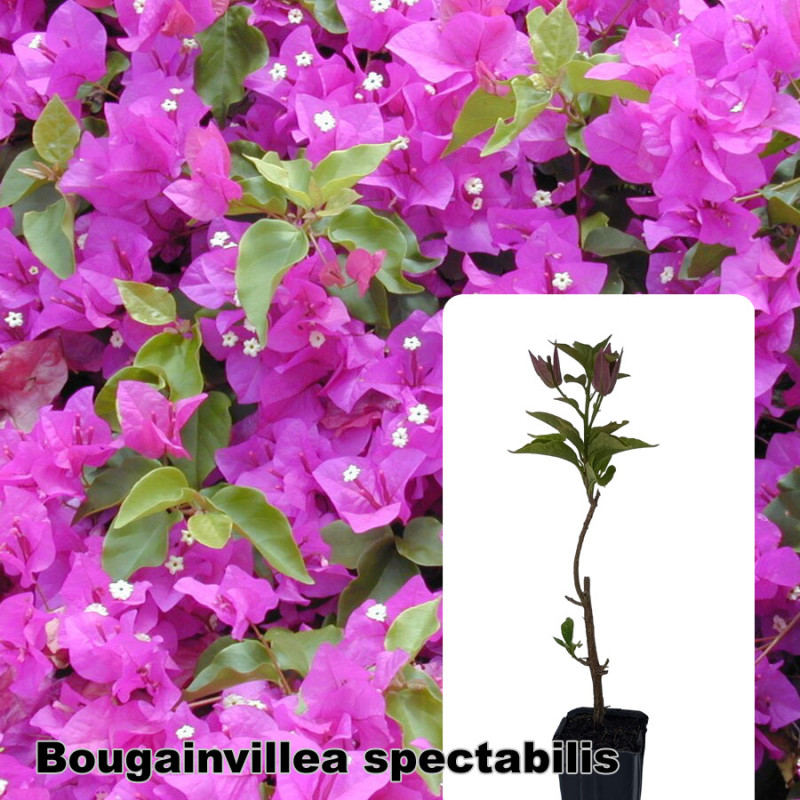 Bougainvillea spectabilis