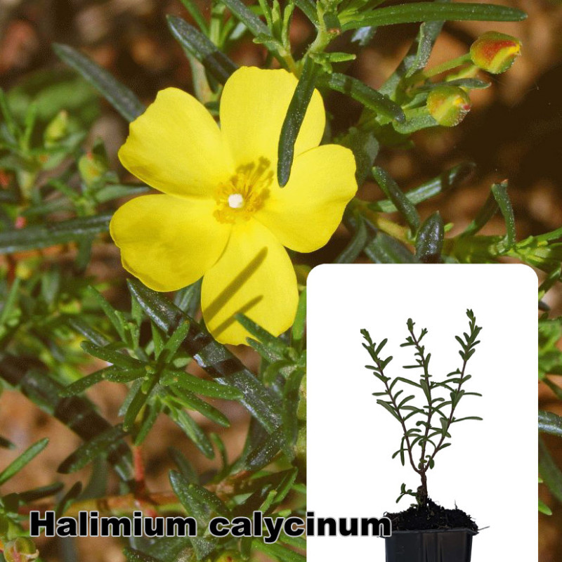 Halimium calycinum