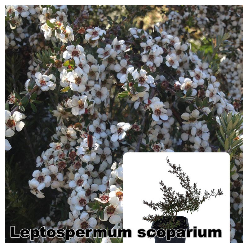 Leptospermum scoparium