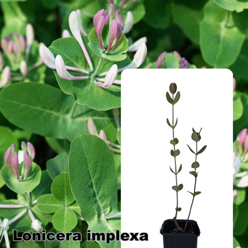 Lonicera implexa
