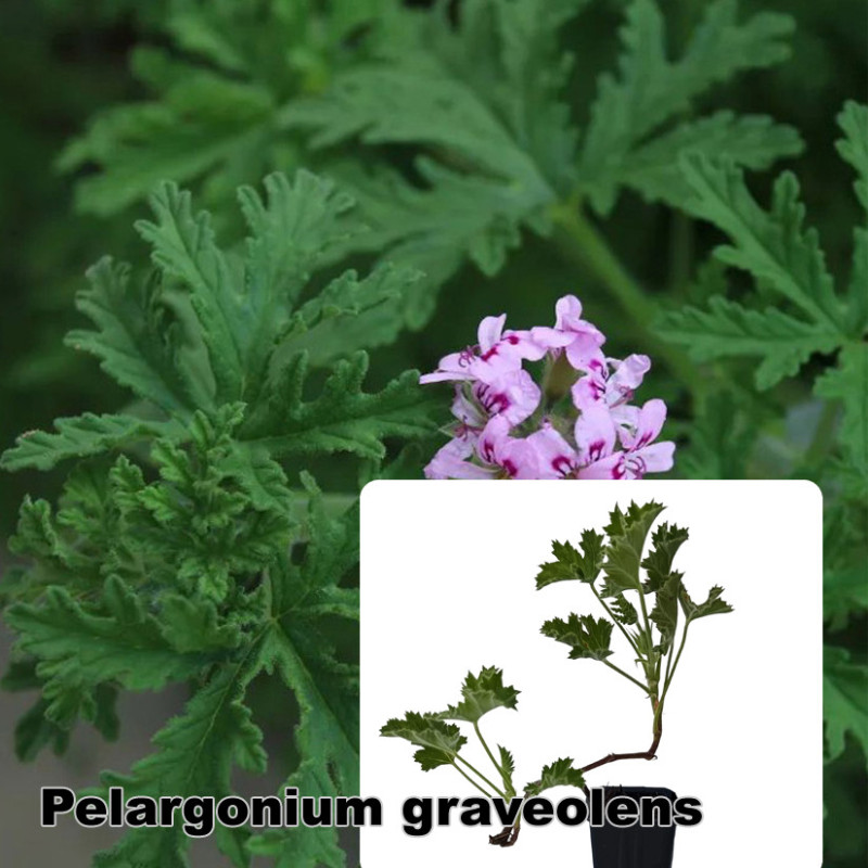 Pelargonium graveolens